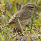 Palm Warbler