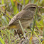 Palm Warbler