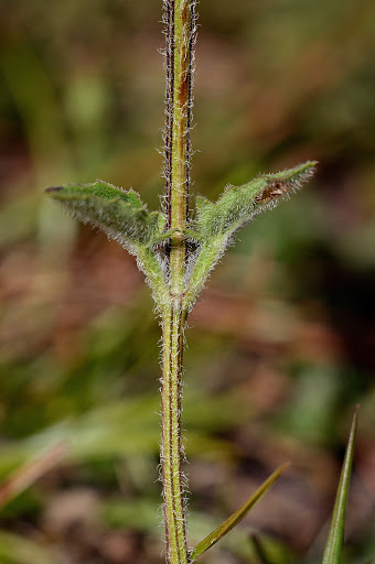 Prunella grandiflora