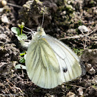 Green-veined White