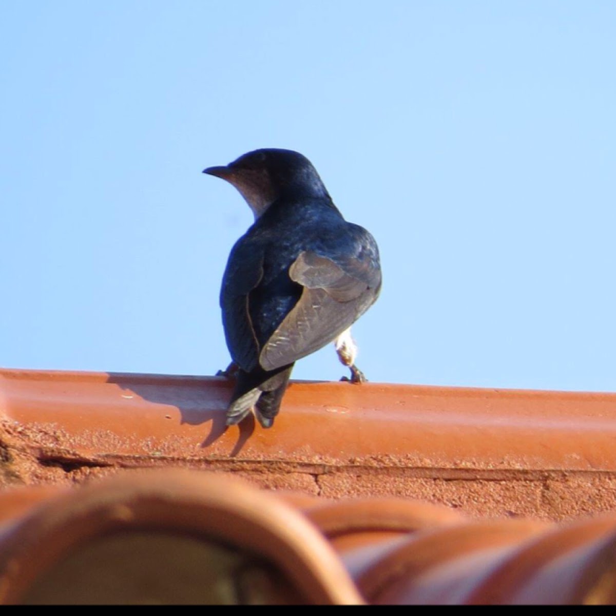 Grey-breasted Martin