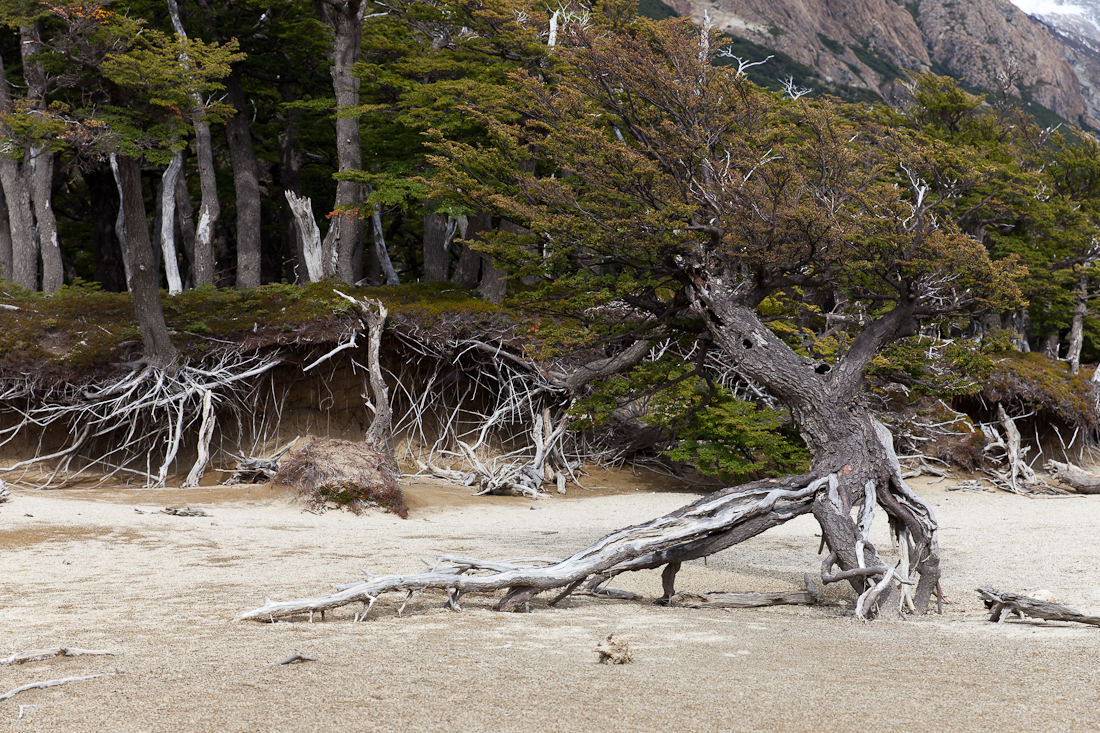 Патагония: Carretera Austral - Фицрой - Торрес-дель-Пайне. Треккинг, фото.