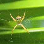 Indian Signature Spider