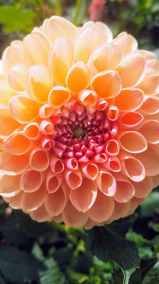 Swan Island Dahlias