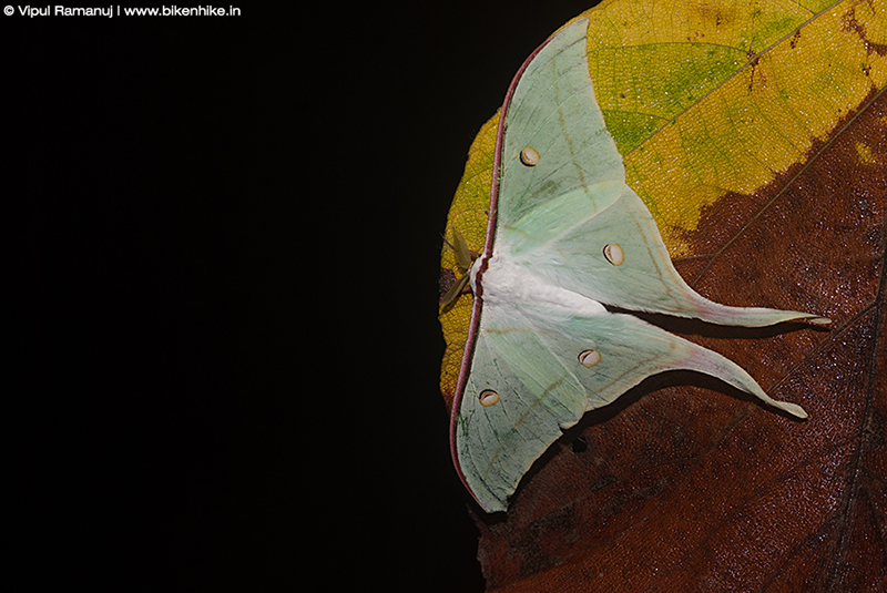 Indian moon moth