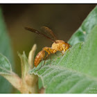 Parapolybia indica 印度異腹胡蜂