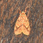 Footman Moth