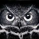 Night Owl Wallpaper