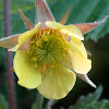 Nodding Avens