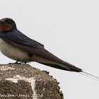 Barn Swallow