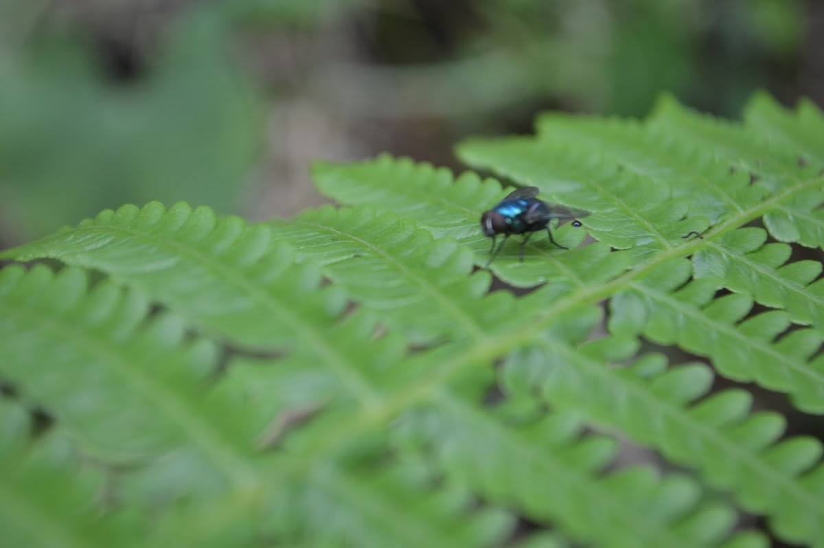 Bluebottle fly