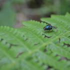 Bluebottle fly