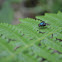 Bluebottle fly