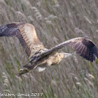 Bittern