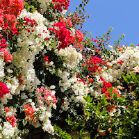 Bougainvillea in fiore di 