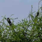 magpie shrike