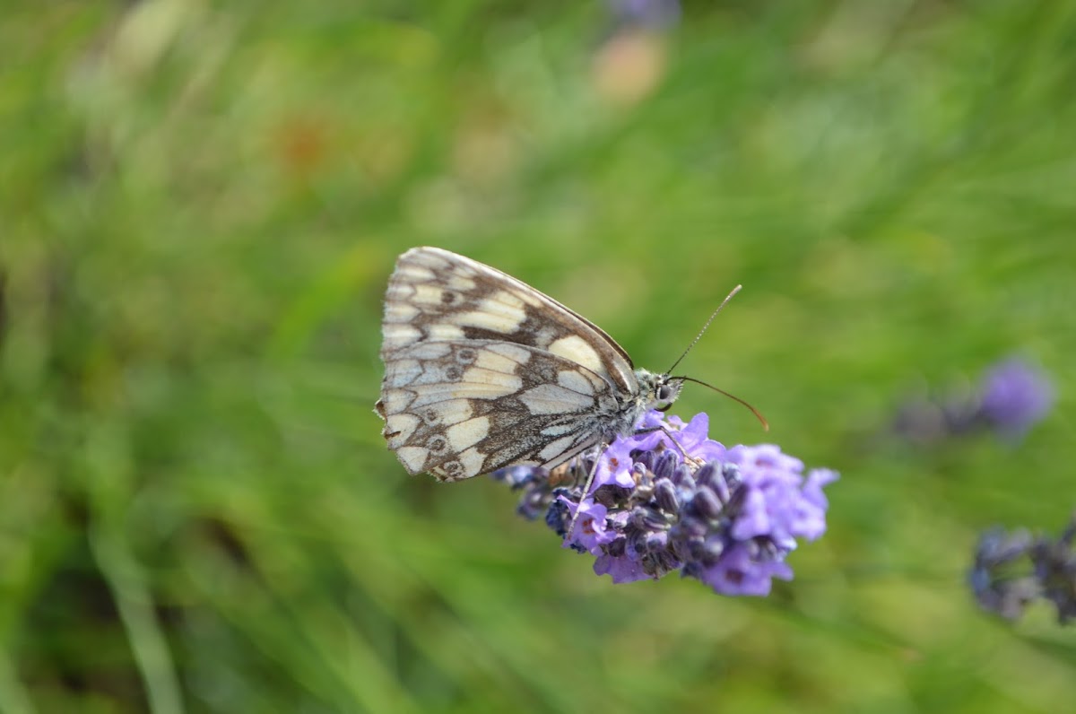 Marbled White Butterfly