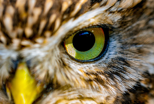 Sguardo di Claudio Tenca