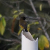 Olive Backed Sunbird