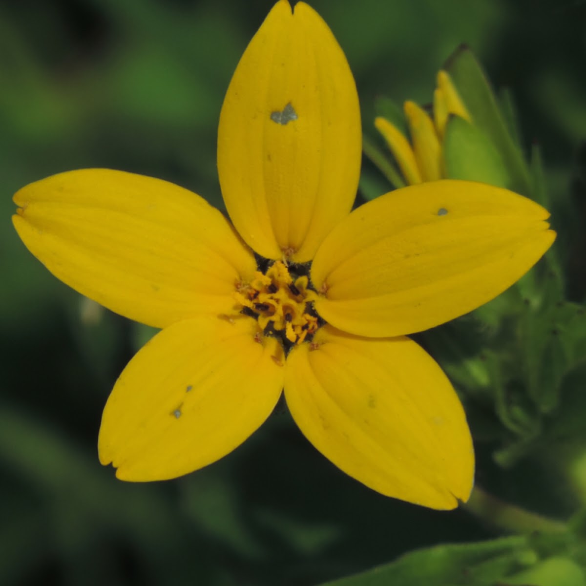 Texas Star, Lindheimer Daisy