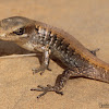 San Diego Alligator Lizard (juvenile)