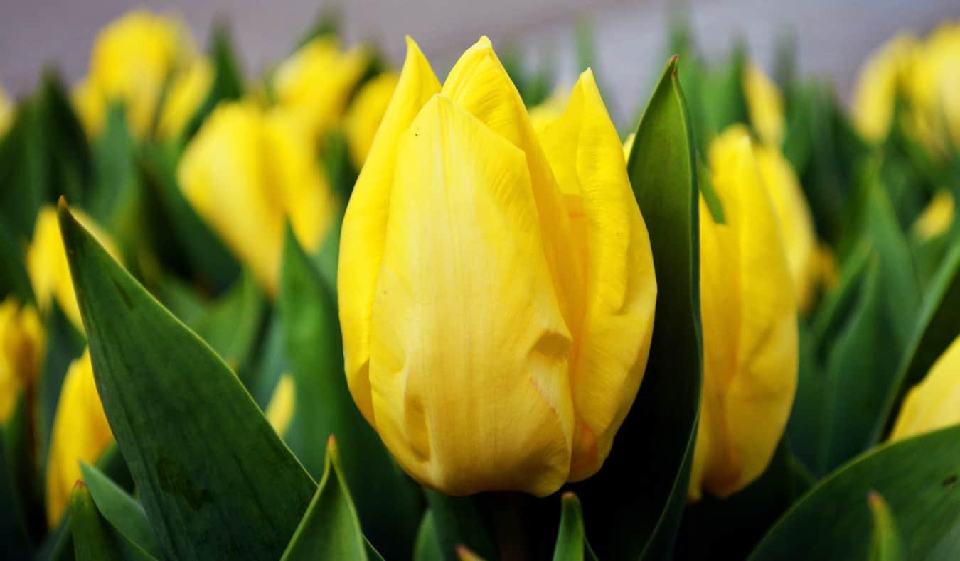 Nahaufnahme von gelben Tulpen.