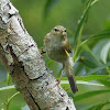 Willow warbler