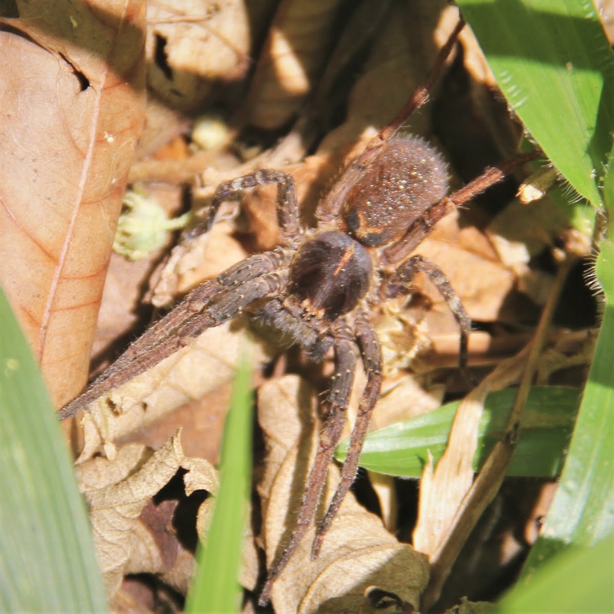 Armed Spider