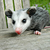 Possum