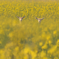 Che ne sai tu di un campo di colza di 