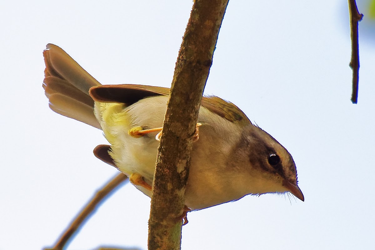 Pula-pula-de-barriga-branca (White-bellied Warbler)