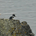 Belted Kingfisher