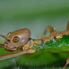 Stick Insect, Phasmid - Female