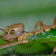 Stick Insect, Phasmid - Female