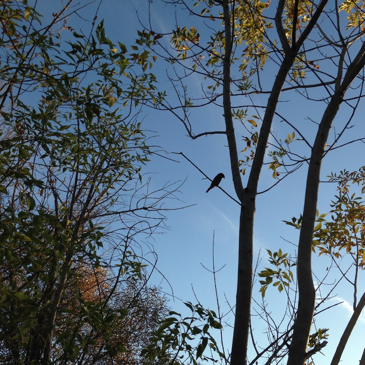 Western Bluebird