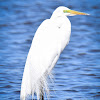 Great Egret