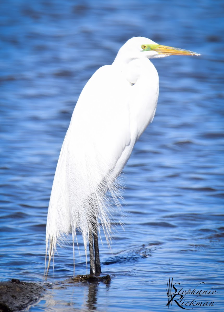 Great Egret