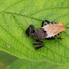 Assassin bug