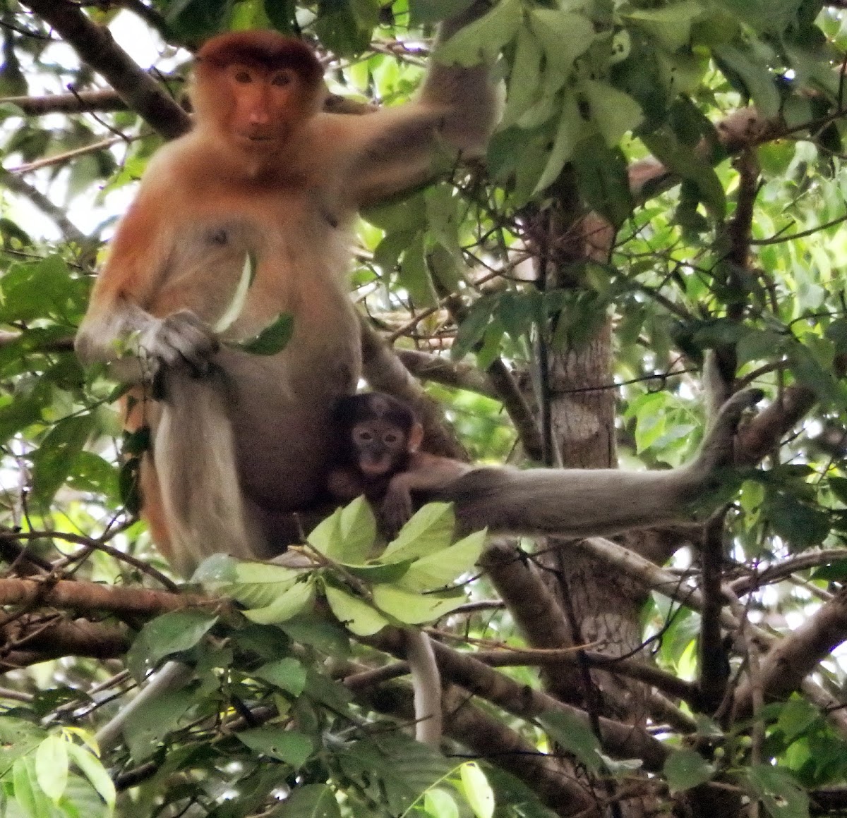 Proboscis monkey (female with baby)