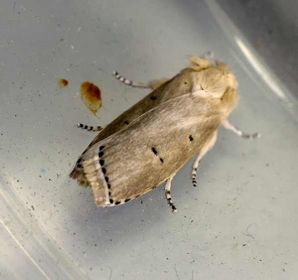 Calico Stem Borer Moth | Project Noah