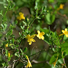 Wild Jasmine