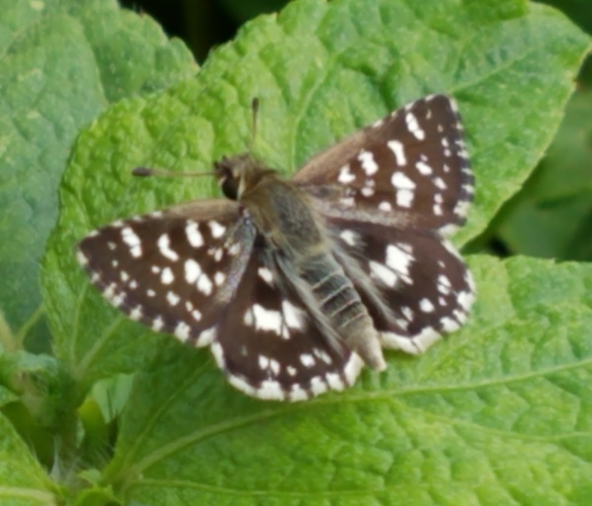 Indian Grizzled skipper