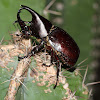 Brown Rhinoceros Beetle