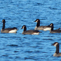 Canada Goose