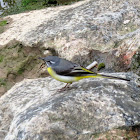 Grey Wagtail