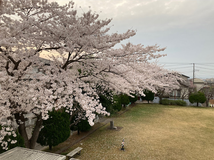 エルグランドの4月もよろしくお願い致します🌸・サクラと愛車・桜とコラボ・M'z SPEEDに関するカスタム事例の投稿画像2枚目