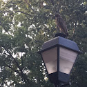 Red Tailed Hawk