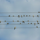 Common house martins (Σπιτοχελίδονα)