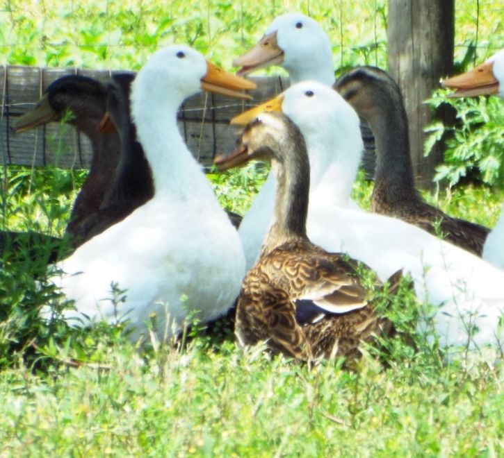 Domesticated Ducks