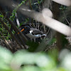 American oystercatcher